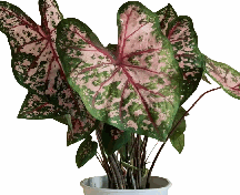 Caladium Carolyn whorton Tissue Culture