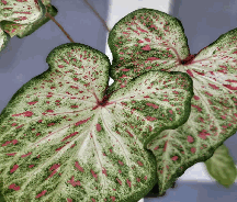 Caladium Gingerland Tissue Culture