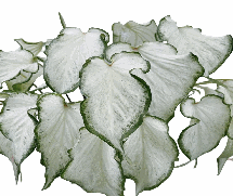 Caladiun white column Tissue Culture