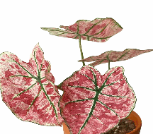 Caladiun Sakura Tissue Culture