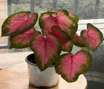 Caladium Lava Tissue Culture