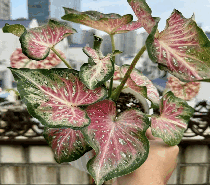 Caladium Cat Tumpat Tissue Culture