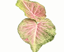 Caladium Pink Jelly Tissue Culture