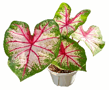 Caladium Apple Blosson Tissue Culture