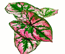 Caladium Purple Light Tissue Culture