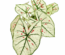Caladium Snowdrops Tissue Culture