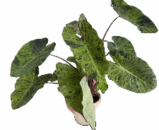 Colocasia Mojito Tissue Culture