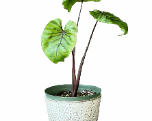Colocasia Paraoh Mask Tissue Culture