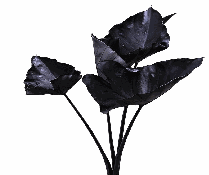 Colocasia Black Coffee Cup Tissue Culture