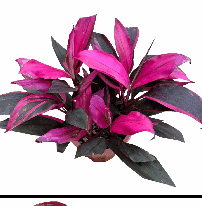 Cordyline fruticosa Aichiaka Tissue Culture