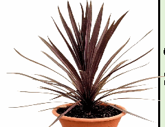Cordyline Red Sensation Tissue Culture
