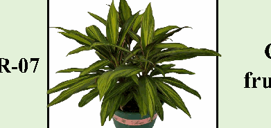 Cordyline fruticosa Kiwi Tissue Culture