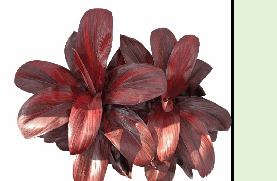 Cordyline terminalis Cointreau Tissue Culture