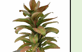 Cordyline terminalis Harlequin Tissue Culture