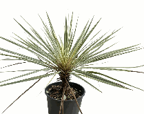 Cordyline Cancan Tissue Culture