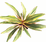 Cordyline Fruticosa Clour Tissue Culture