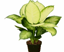 Dieffenbachia Tropic Marianne Tissue Culture