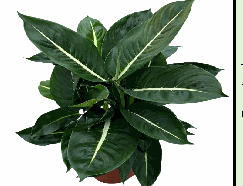 Dieffenbachia Green Magic Tissue Culture