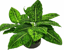 Dieffenbachia Reflector Tissue Culture