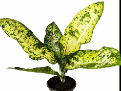 Dieffenbachia Big Banana Tissue Culture