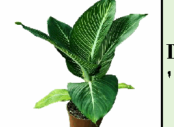 Dieffenbachia 'Sterling' Tissue Culture