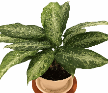 Dieffenbachia Tropical Tiki Tissue Culture
