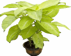 Dieffenbachia Avocado Tissue Culture