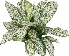 Dieffenbachia White Blizzard Tissue Culture