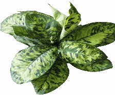 Homalomena Camouflage Tissue Culture