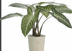 Xanthosoma sagittifolium Tissue Culture