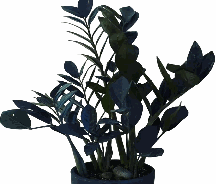 Zamioculcas zamiifolia Raven Tissue Culture