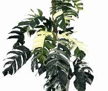 Epipremnum pinnatum Albo Variegated Tissue Culture