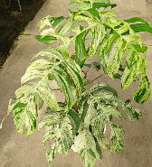 Epipremnum pinnatum Marble Tissue Culture