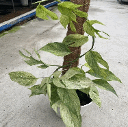 Epipremnum pinnatum Mint Tissue Culture