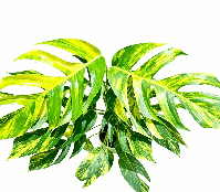 Epipremnum pinnatum Aurea Variegated Tissue Culture