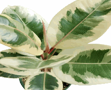 Ficus Tineke Tissue Culture