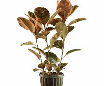 Ficus Ruby Tissue Culture