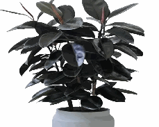 Ficus Burgundy Tissue Culture