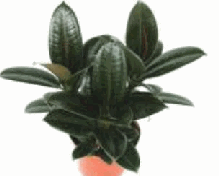 Ficus Melany Tissue Culture