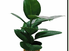 Ficus elastica Sofia Tissue Culture