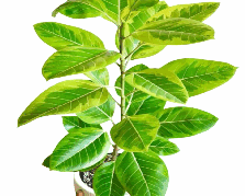Ficus Altissima Var Tissue Culture
