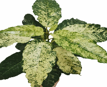 Ficus Aspera Tissue Culture