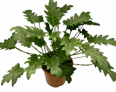 Philodendron Xanadu Tissue Culture