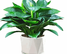 Philodendron Green Princess Tissue Culture