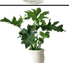 Philodendron Selloum Hope Tissue Culture