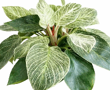 Philodendron Brikin Tissue Culture
