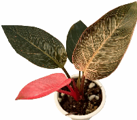 Philodendron Pink Brikin Tissue Culture