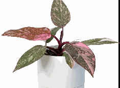 Philodendron Pink Princess Tissue Culture