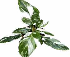 Philodendron White Princess Tissue Culture