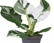 Philodendron White Wizard Tissue Culture